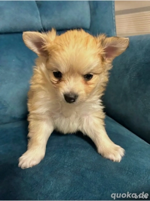 3 zwergspitze zu verkaufen 2 männliche sind die braunen und 1 weißer mädchen