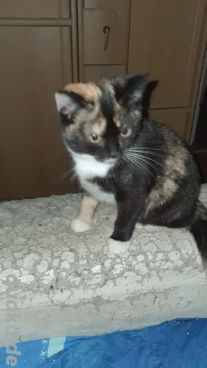 Babykatzen suchen neues  Zuhause 