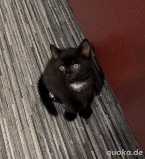 Zwei bezaubernde Kätzchen - gerne gemeinsam abzugeben Bild 4