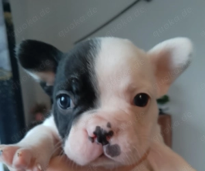 Französische bulldogge Welpen 