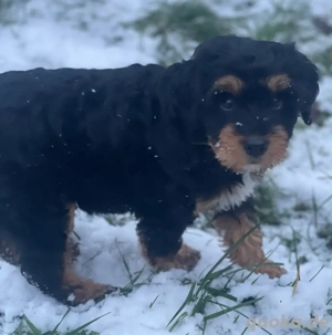 Amy sucht ein neues Zuhause   