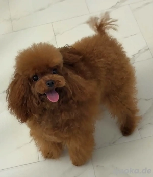 asiatischer toypudel deckrüde genetisch getestet