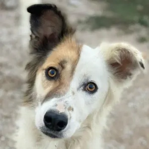 Motti, geb. ca. 07 2023, lebt in GRIECHENLAND, im städt. Tierheim Serres 