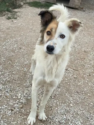 Motti, geb. ca. 07 2023, lebt in GRIECHENLAND, im städt. Tierheim Serres  Bild 3