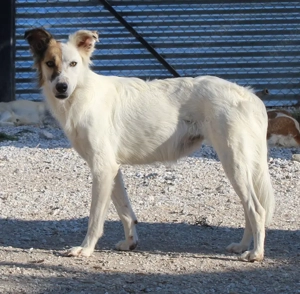 Motti, geb. ca. 07 2023, lebt in GRIECHENLAND, im städt. Tierheim Serres  Bild 9