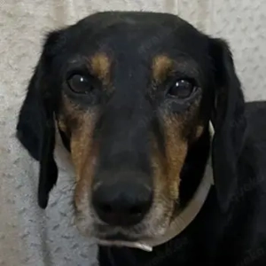 Neria, geb. ca. 11 2020, lebt in GRIECHENLAND, auf einem Gelände, auf dem die Hunde notdürftig verso