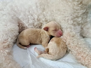 Süße Poochon Welpen suchen ein liebevolles Zuhause