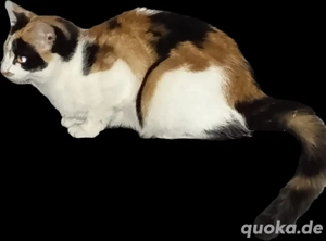 Katze sucht ein neues zuhause