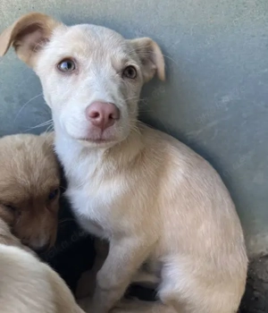 Francky Stanley, geb. ca. 08 2025, lebt auf einer Pflegestelle in 81929 München