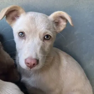 Francky Stanley, geb. ca. 08 2025, lebt in GRIECHENLAND, auf einer privaten Pflegestelle 