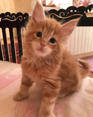 Unser aktueller Wurf von reinrassigen Maine-Coon-Kitten (12 Wochen) ist nun bereit zur Abgabe.