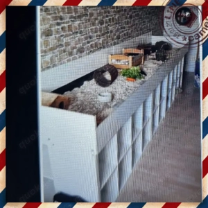 Wir würden 2 Meerschweinchen Mädchen  ein neues Zuhause gerne bieten