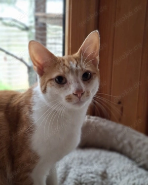 Cody und Polly haben nur einen Wunsch # Tierschutz 