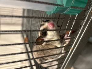 Gleithörnchen mit Käfig abzugeben