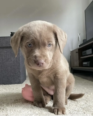 Freundliche Labradorwelpen abzugeben