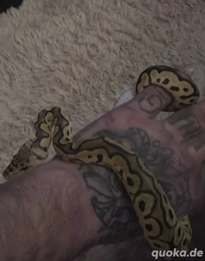 köningspyhton mit terrarium 