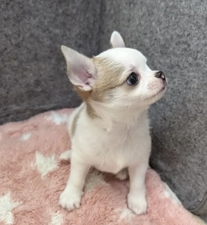 Chihuahua-Welpen Bild 7