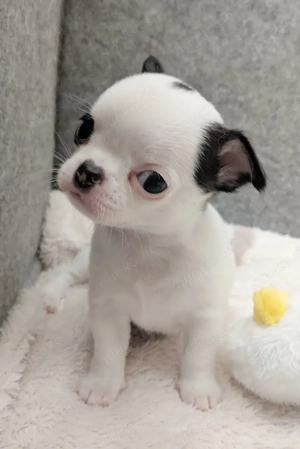 Chihuahua-Welpen Bild 4