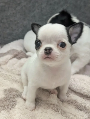 Chihuahua-Welpen Bild 5