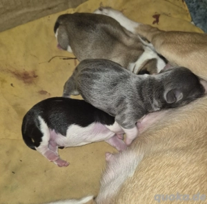 Deckrüde Chihuahua  Bild 6