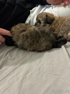 traumhafte Pomerania welpen