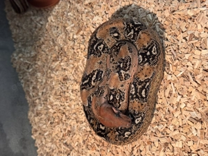 Boa c. i. verschiedene Morphen