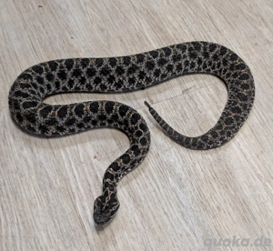 Sistrurus Miliarius Barbouri 1.2 Zwergklapperschlange 