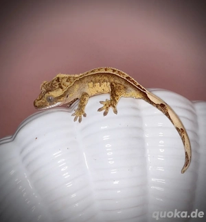 0.0.1 Kronengecko - Harlequin Pinstripe 66% het Axanthic - MEAI3