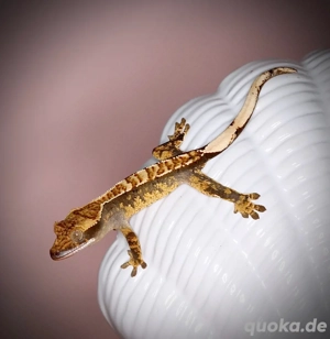 0.0.1 Kronengecko - Harlequin PET ONLY - CHEKR9