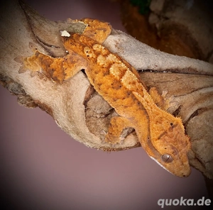 poss.0.1 Kronengecko - orange Tiger Cappuccino - Joker Bild 6