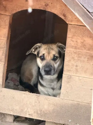 Csipet, z.Z. PS in Ungarn, er ist lernwillig und schüchtern