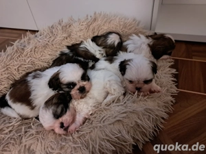 Shih Tzu Welpen Tricolour