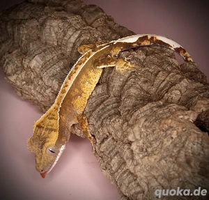 0.0.1 Kronengecko - 66% het Axanthic