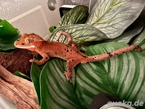 Red dalmatian Kronengecko Correlophus ciliatus 1.0 *reserviert*