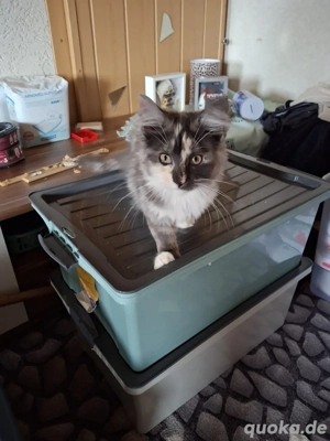 unsere letzte Main Coon Mietze 