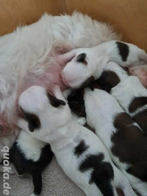 Shih Tzu Welpen Tricolour