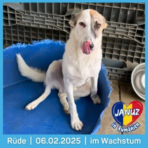 MöpMöp....ich bin Januz und ich möchte nicht im Tierheim bleiben, ganz allein 