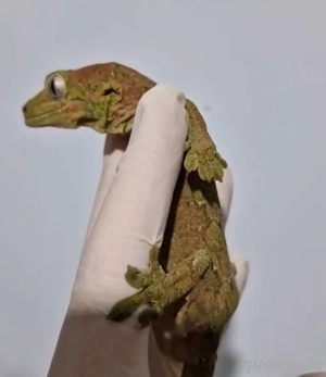 1.0 Mniarogekko chahoua, Flechtengecko, Mainland, pet only