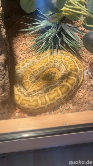 Tigerpython, weibchen, Zuchtnachweis