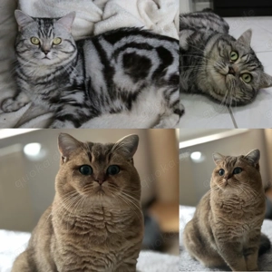 BKH Gold und silber Tabby Kater mit Stammbaum zur Abgabe