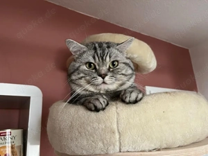 BKH Silber Tabby Kater mit Stammbaum zur Abgabe Bild 5