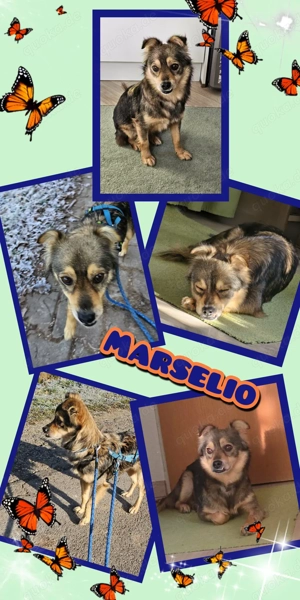 kleiner, menschenbezogener, verschmuster, lieber Rüde "Marselio" sucht ein schönes Zuhause
