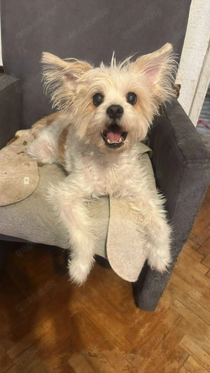 Mily, kleine Hundeseniorin sucht Residenz zum bleiben