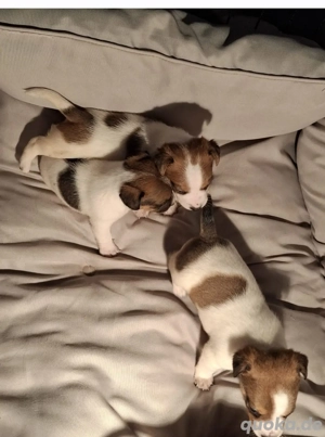 Jack russell terrier Welpen  2 Mädels noch!