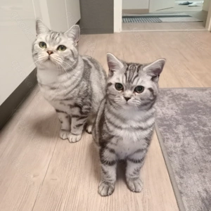 Kater black tabby Whiskas