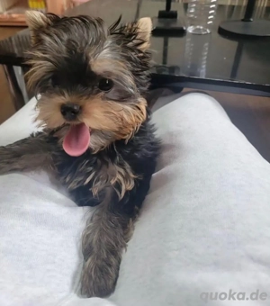 16 Wochen alter männlicher Yorkshire-Terrier-Welpe