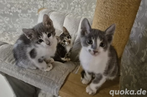 Bengal Edelmixies in blue