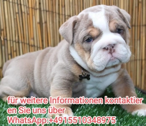 Reinrassig Englische Bulldogge Welpen , liebevoll aufgezogen