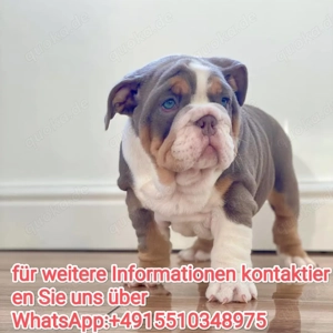 Englische Bulldogge Welpen ,reinrassig, liebevoll aufgezogen