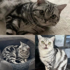 BKH Black Silber Tabby Classic Katzen Stammbaum Champion